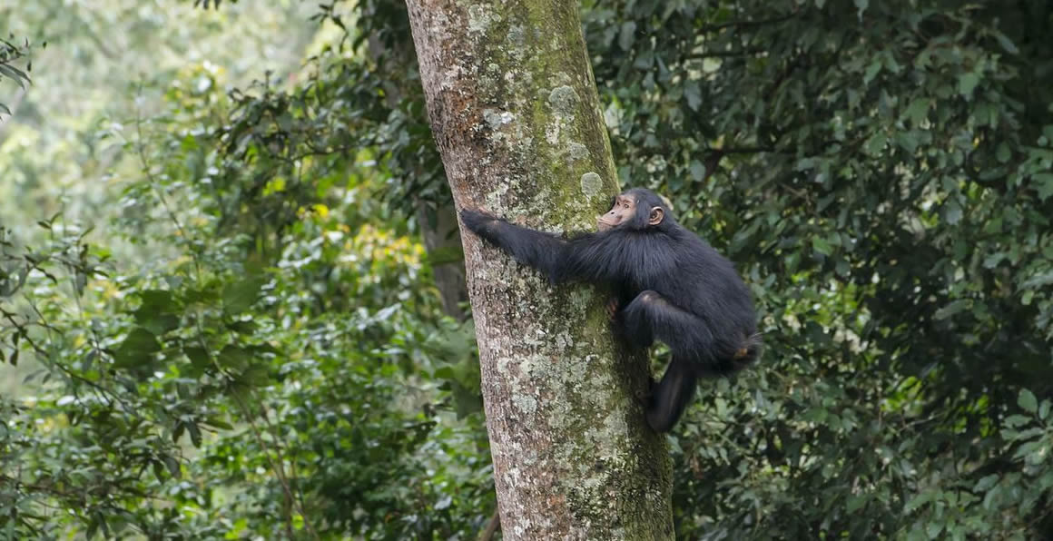 Rwanda Car Rental Services for Nyungwe National Park