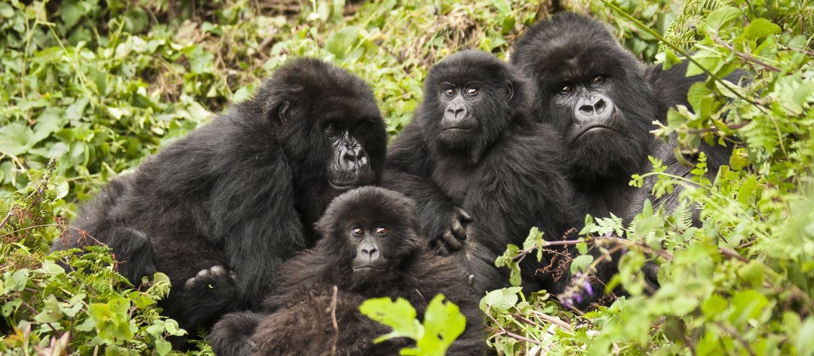 Gorilla Trekking Car Hire: Affordable 4×4 Rentals for Rwanda & Uganda Adventures