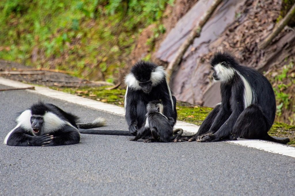 Toyota RAV4 car hire for Nyungwe National Park safari