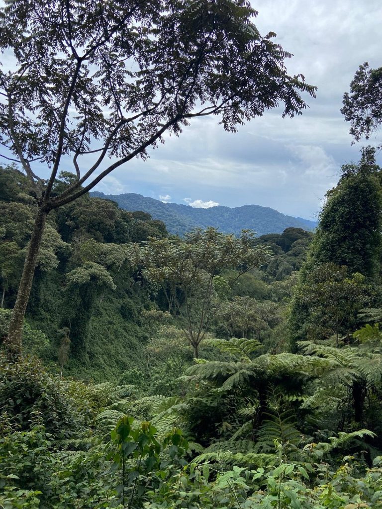 Driver-guided car rental to Nyungwe Forest National Park