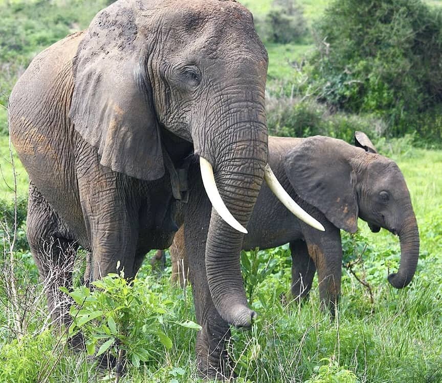 Car hire to Akagera National Park from Kigali