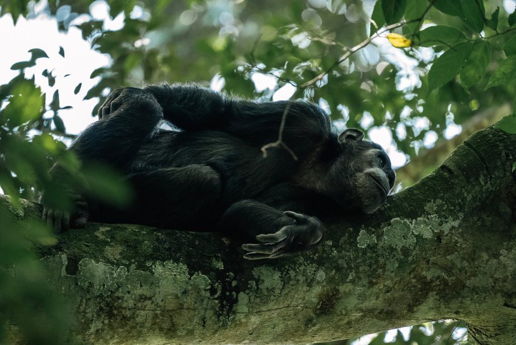 Self-drive Rwanda car hire for Nyungwe chimpanzee trekking