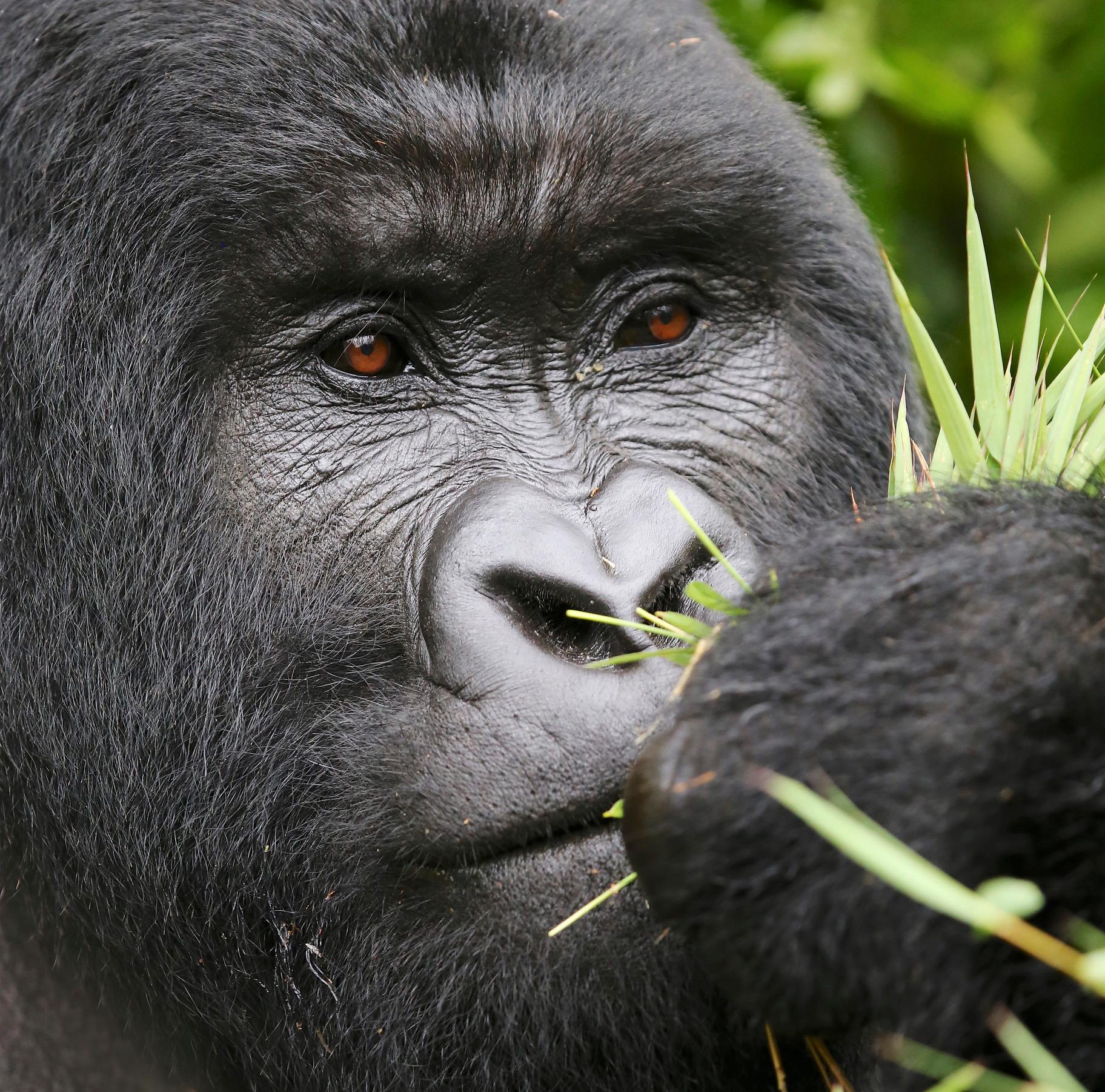 Gorilla Trekking Car Rental: The Best Way to Explore Rwanda & Uganda