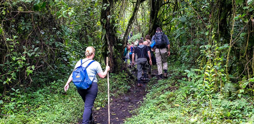 Rwanda Car Rental Services for Nyungwe National Park