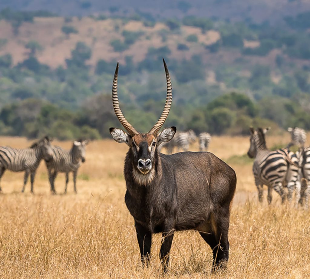 Budget 4x4 rental to Akagera National Park Rwanda