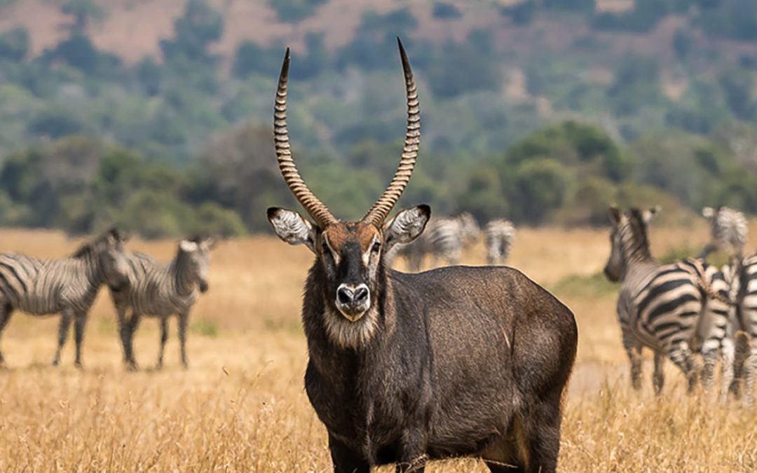 Budget 4×4 rental to Akagera National Park Rwanda