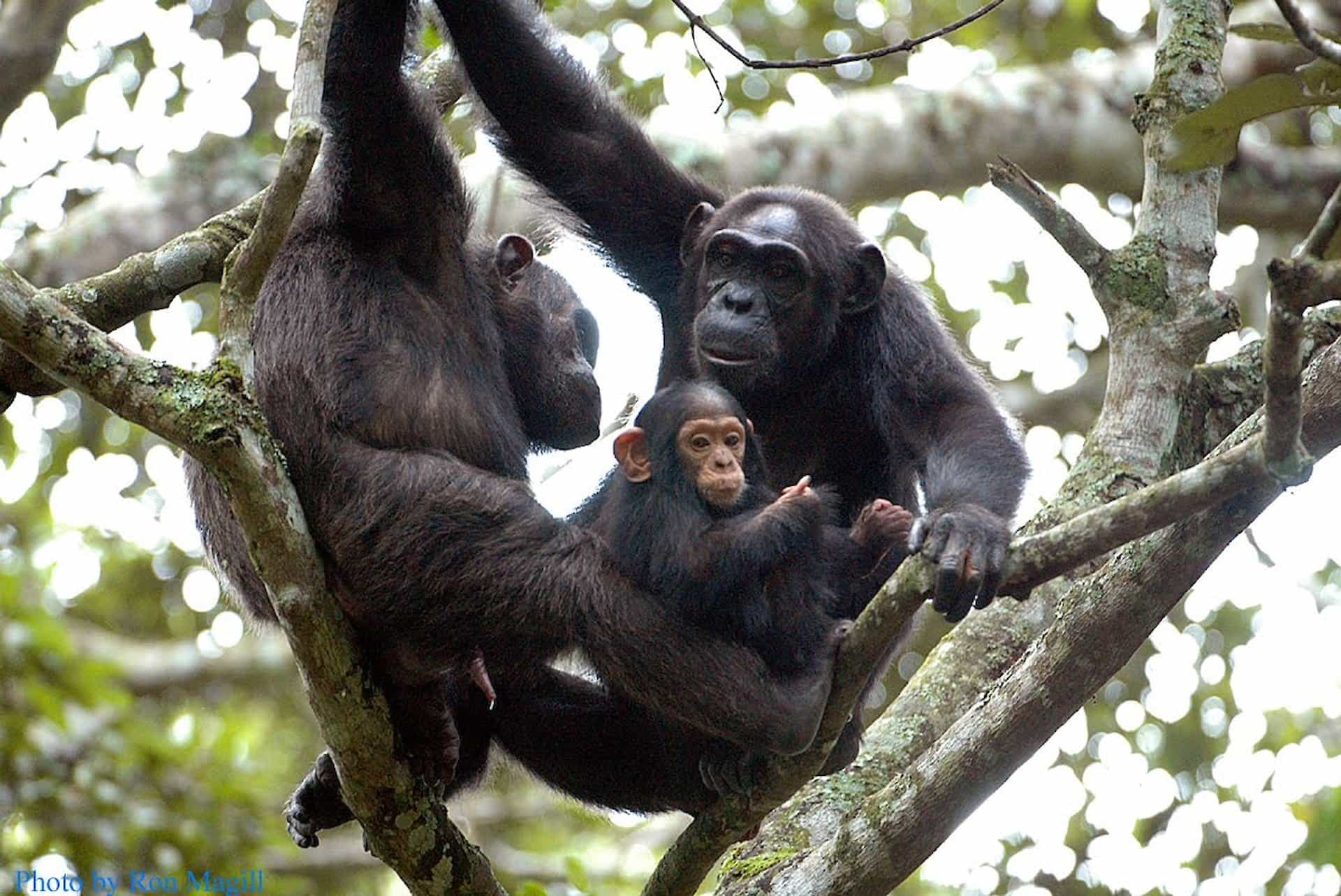 Rwanda car rental services for Nyungwe safaris
