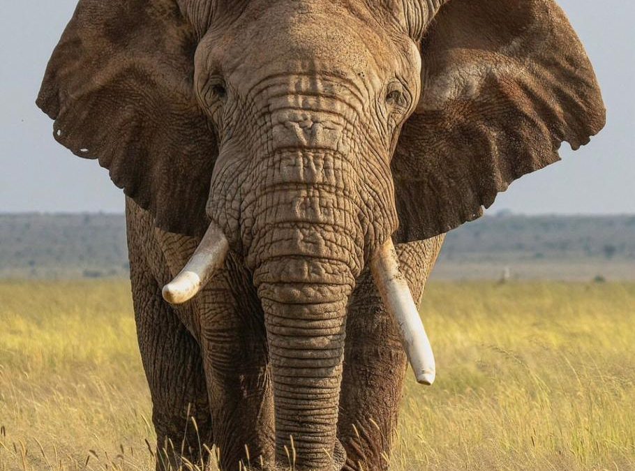 Best car rental company for Akagera National Park safaris