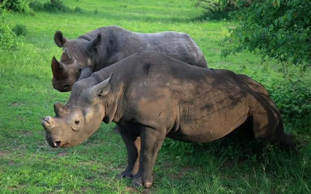 Affordable car hire to Akagera National Park