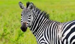 East Africa driver-guided safari car rental services