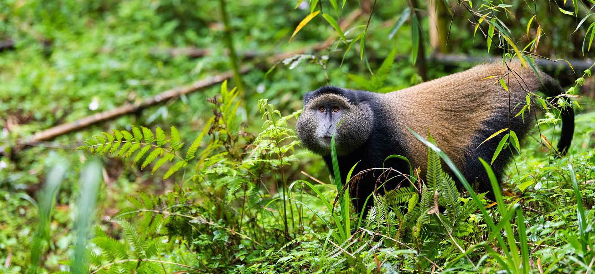 Car hire for golden monkey trekking in Volcanoes National Park