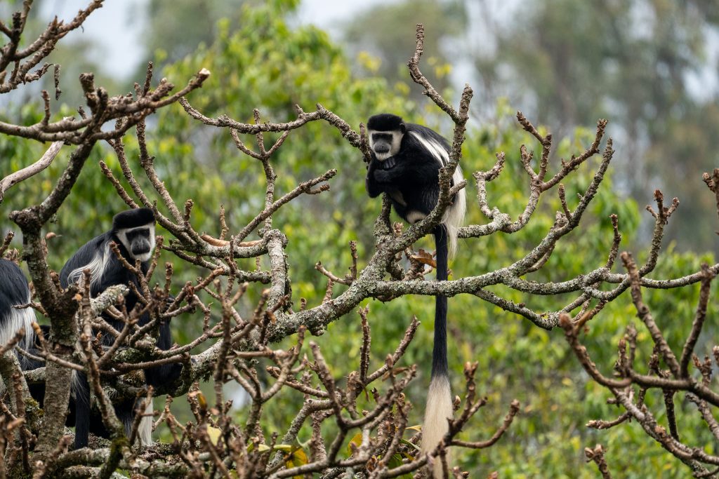 Self-drive car hire to Nyungwe National Park Rwanda