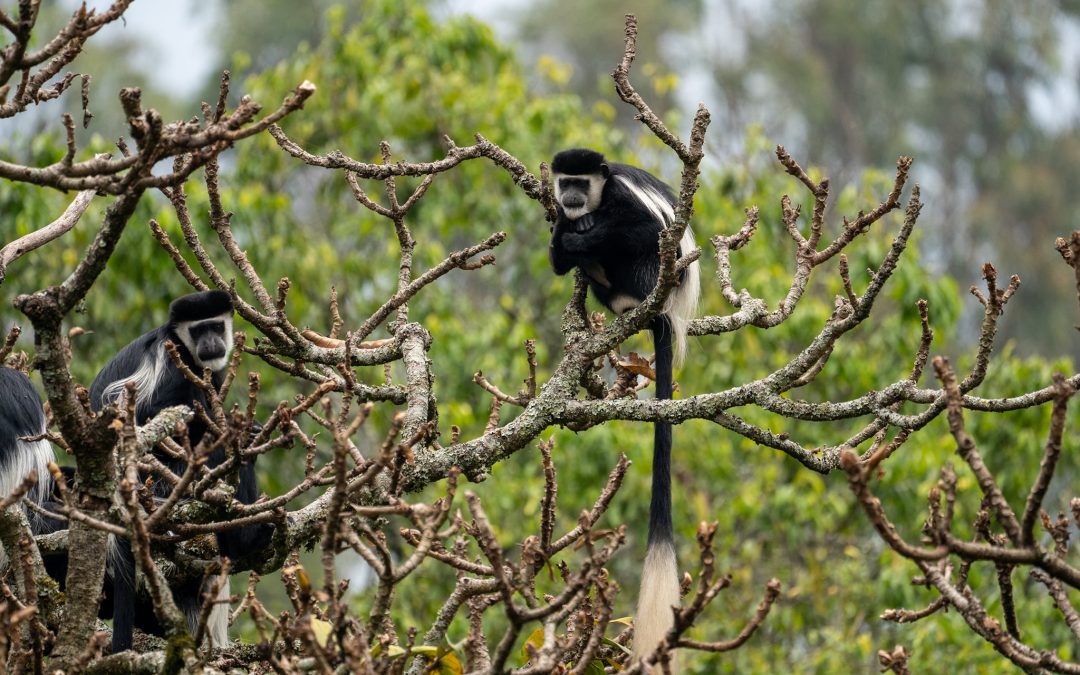 Self-drive car hire to Nyungwe National Park Rwanda