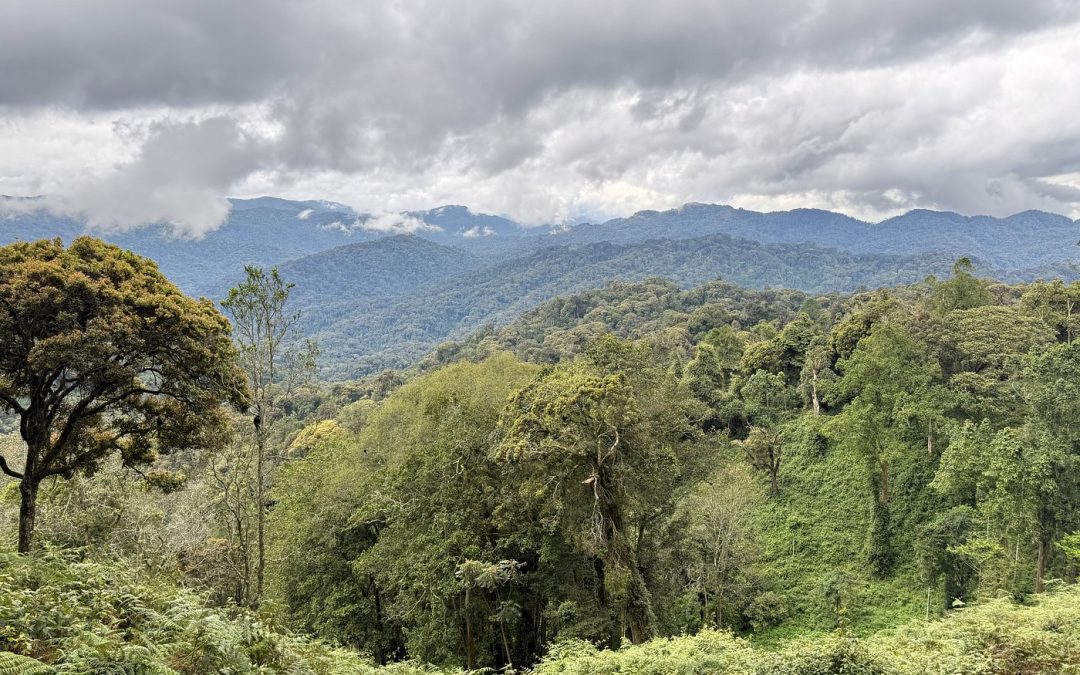 Budget 4×4 rental to Nyungwe Forest Rwanda