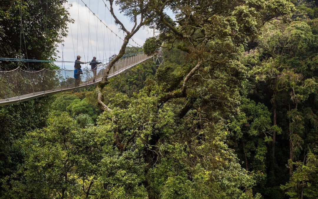 Land Cruiser Prado rental to Nyungwe Forest