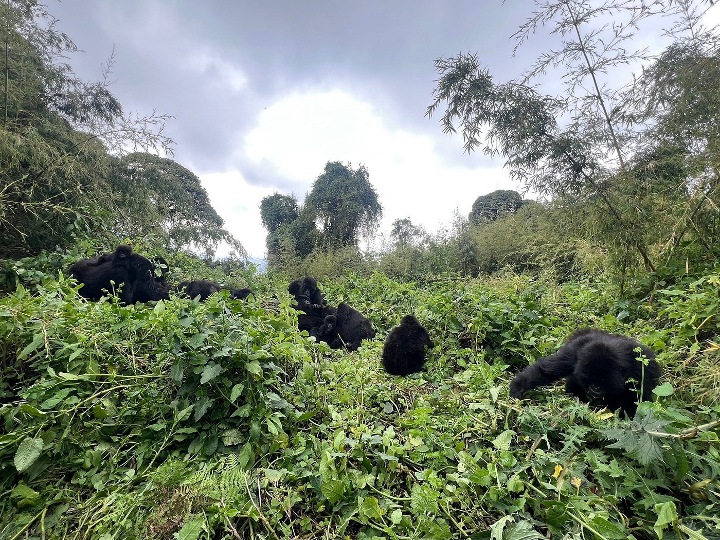4x4 car rental for Volcanoes National Park Rwanda