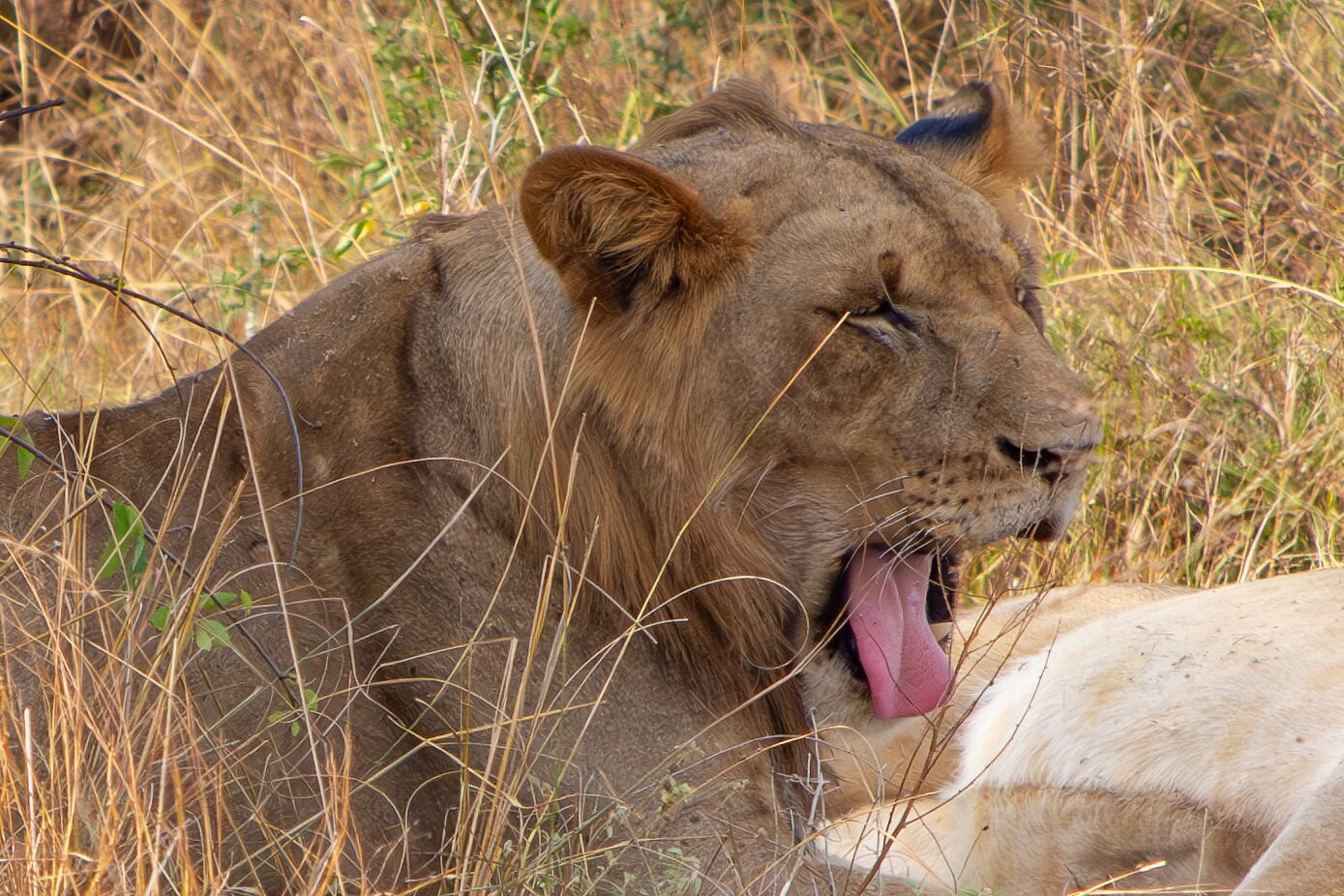 Car hire to Akagera National Park from Kigali