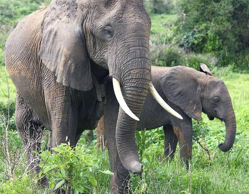 Car hire to Akagera National Park from Kigali