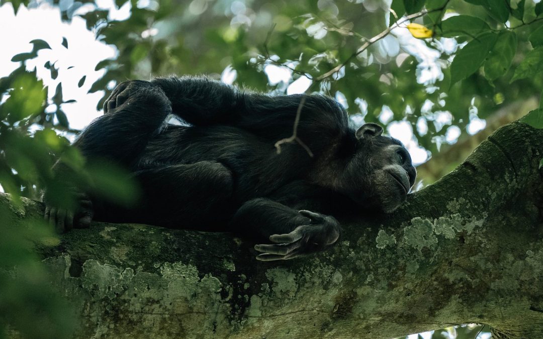 Self-drive Rwanda car hire for Nyungwe chimpanzee trekking