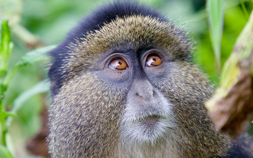 Car hire for golden monkey trekking in Volcanoes National Park