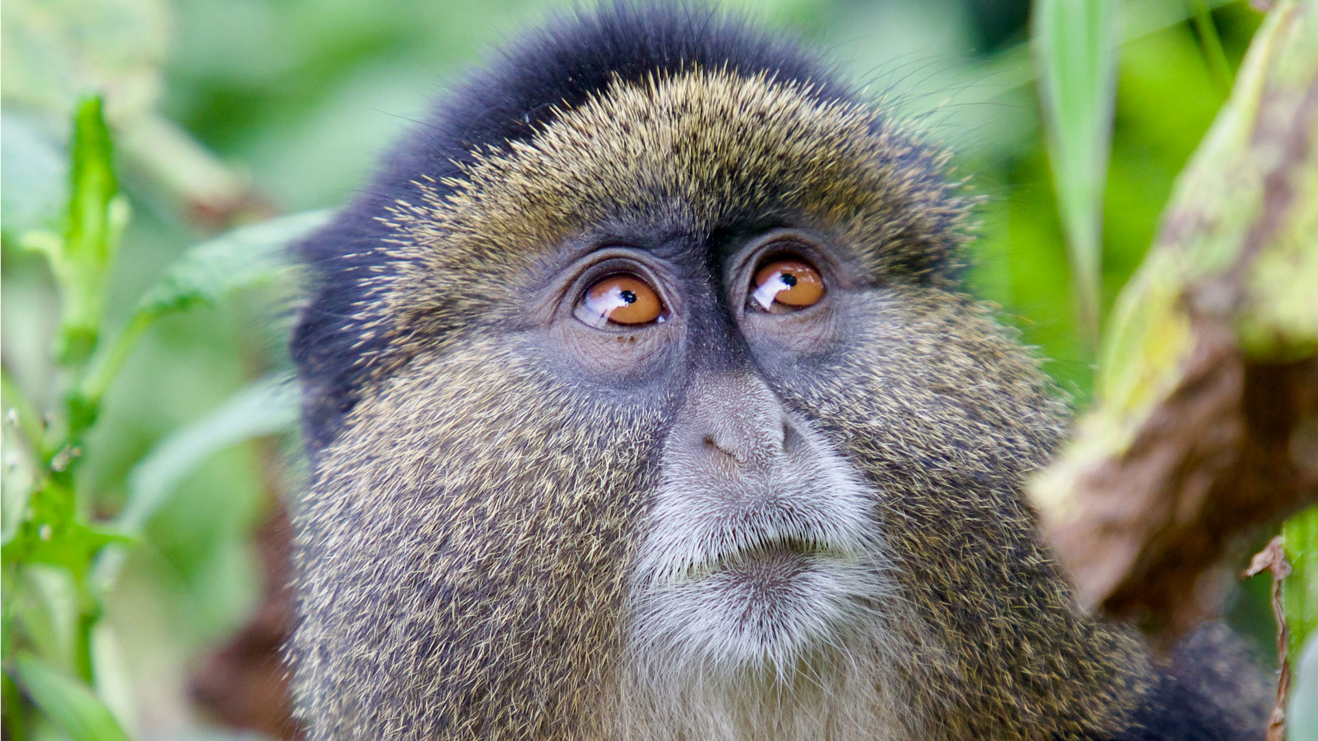 Budget 4x4 safari car hire in East Africa