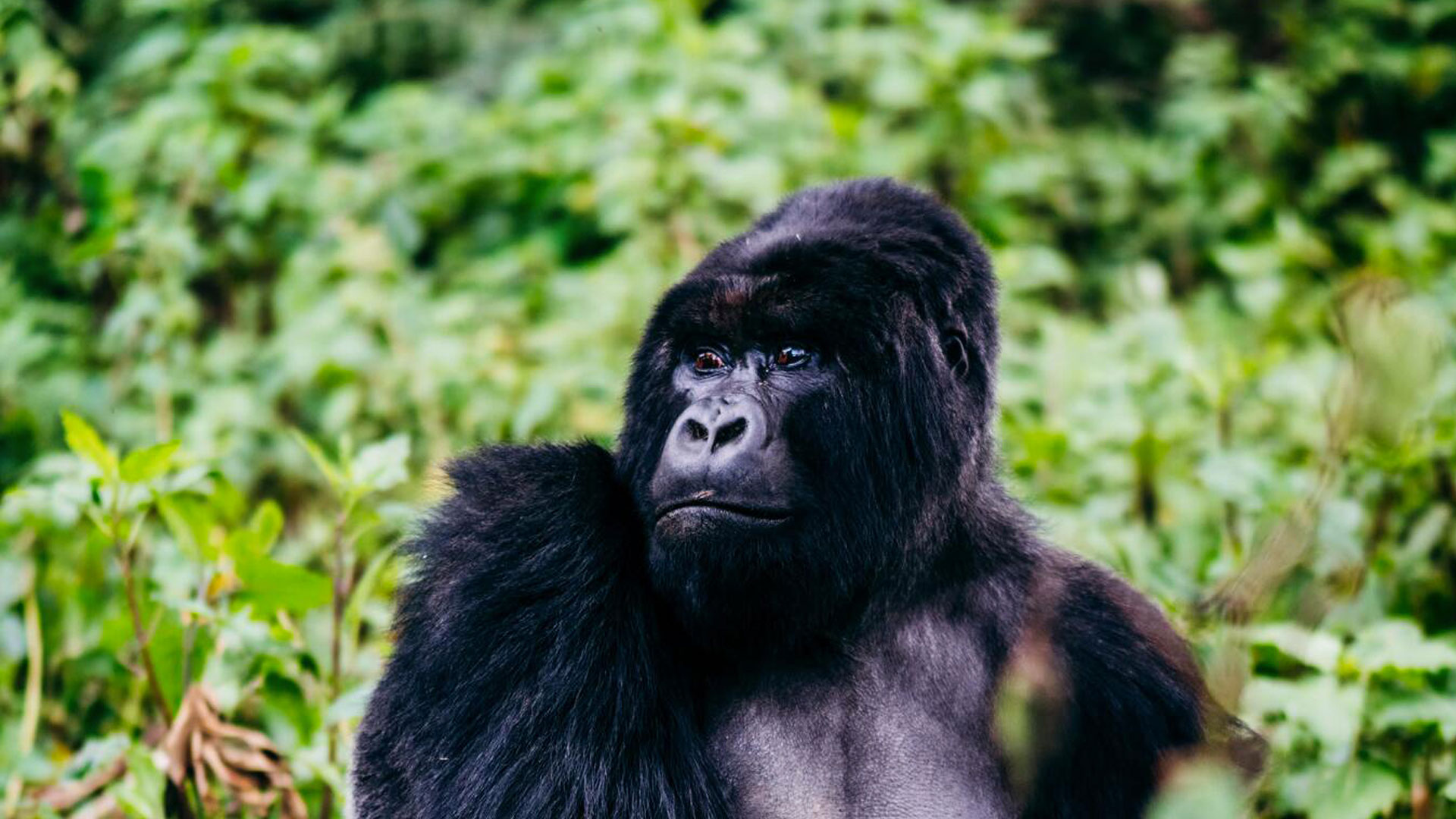 Self-drive Rwanda 4x4 rental for gorilla trekking