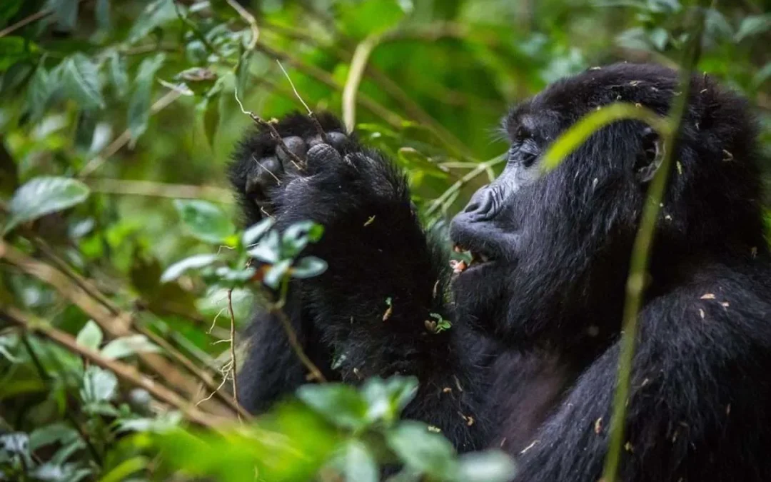 Car hire to Volcanoes National Park from Kigali