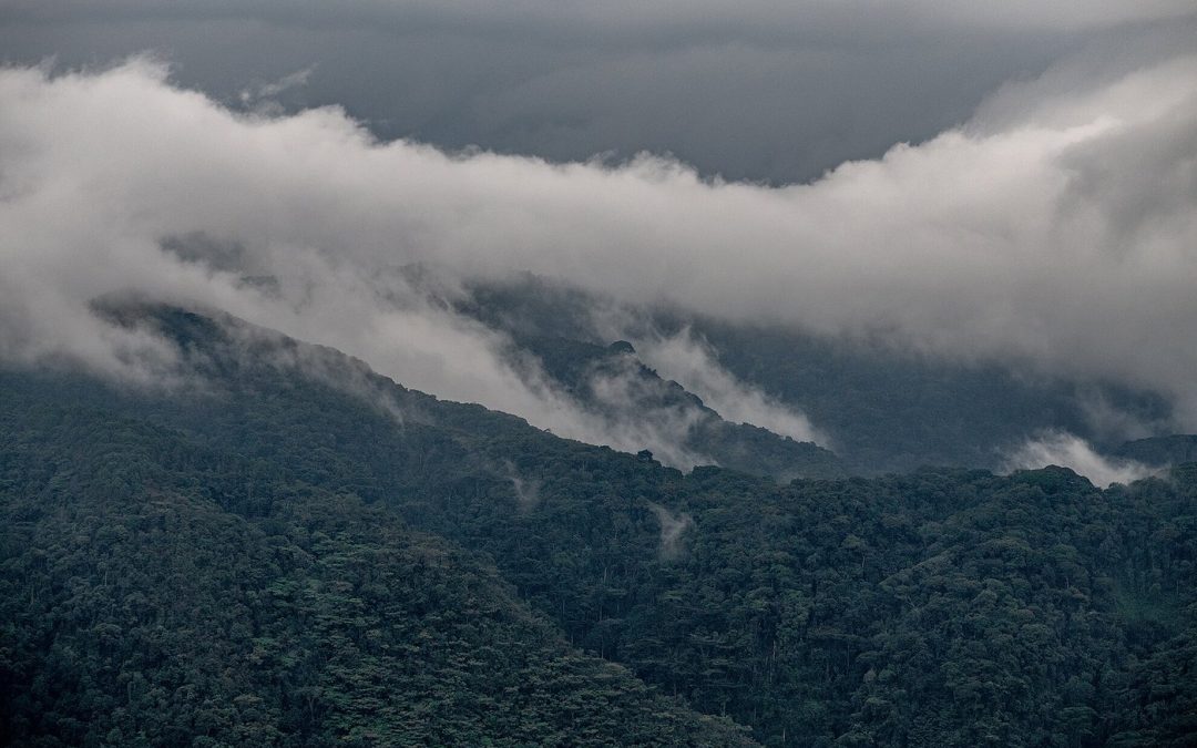 Luxury car hire for trips to Nyungwe National Park