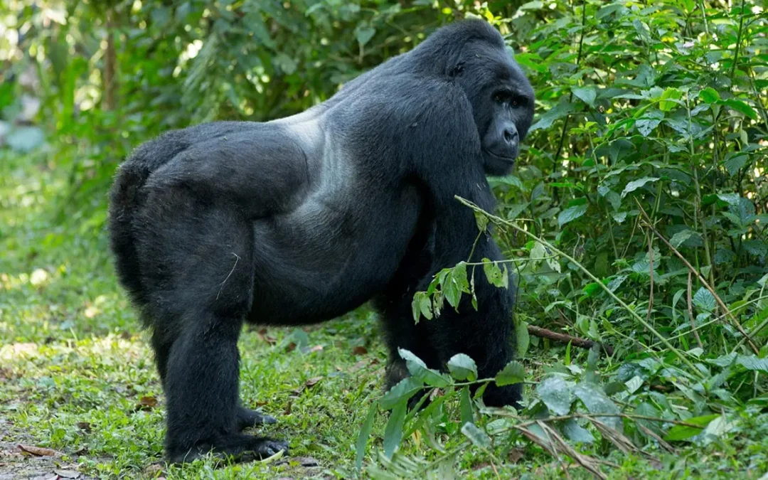 Reliable car hire for Volcanoes National Park safaris