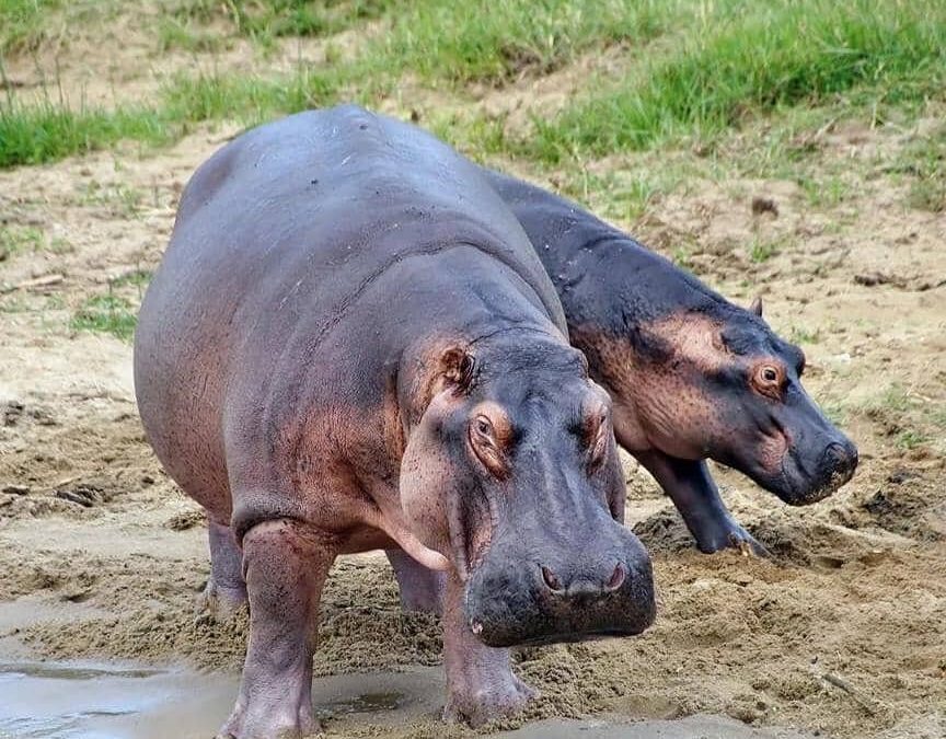 Private car hire from Kigali to Uganda