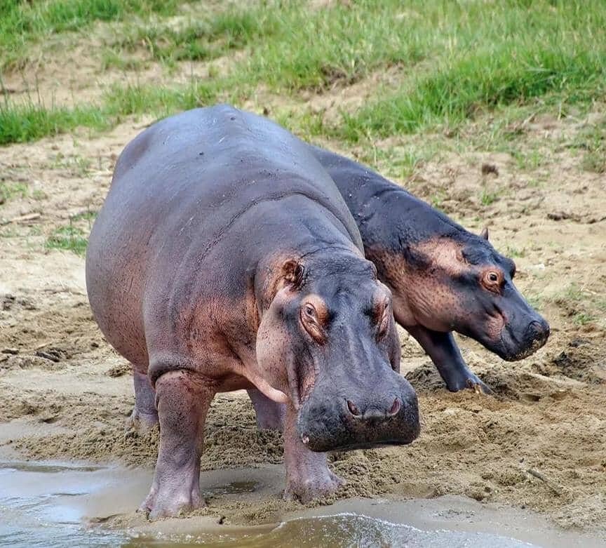 Best car rental company for trips to Uganda