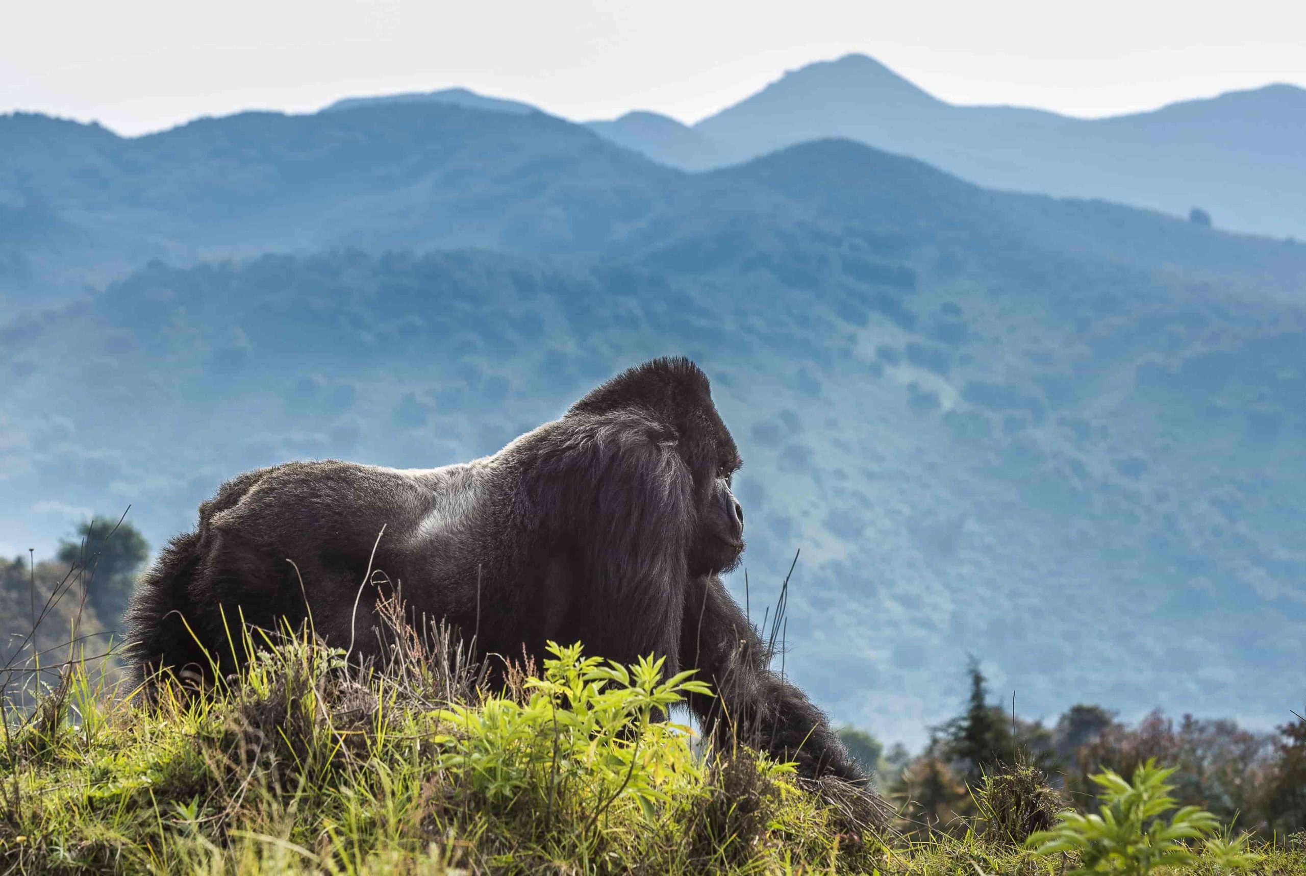 Self-drive Rwanda to Volcanoes National Park