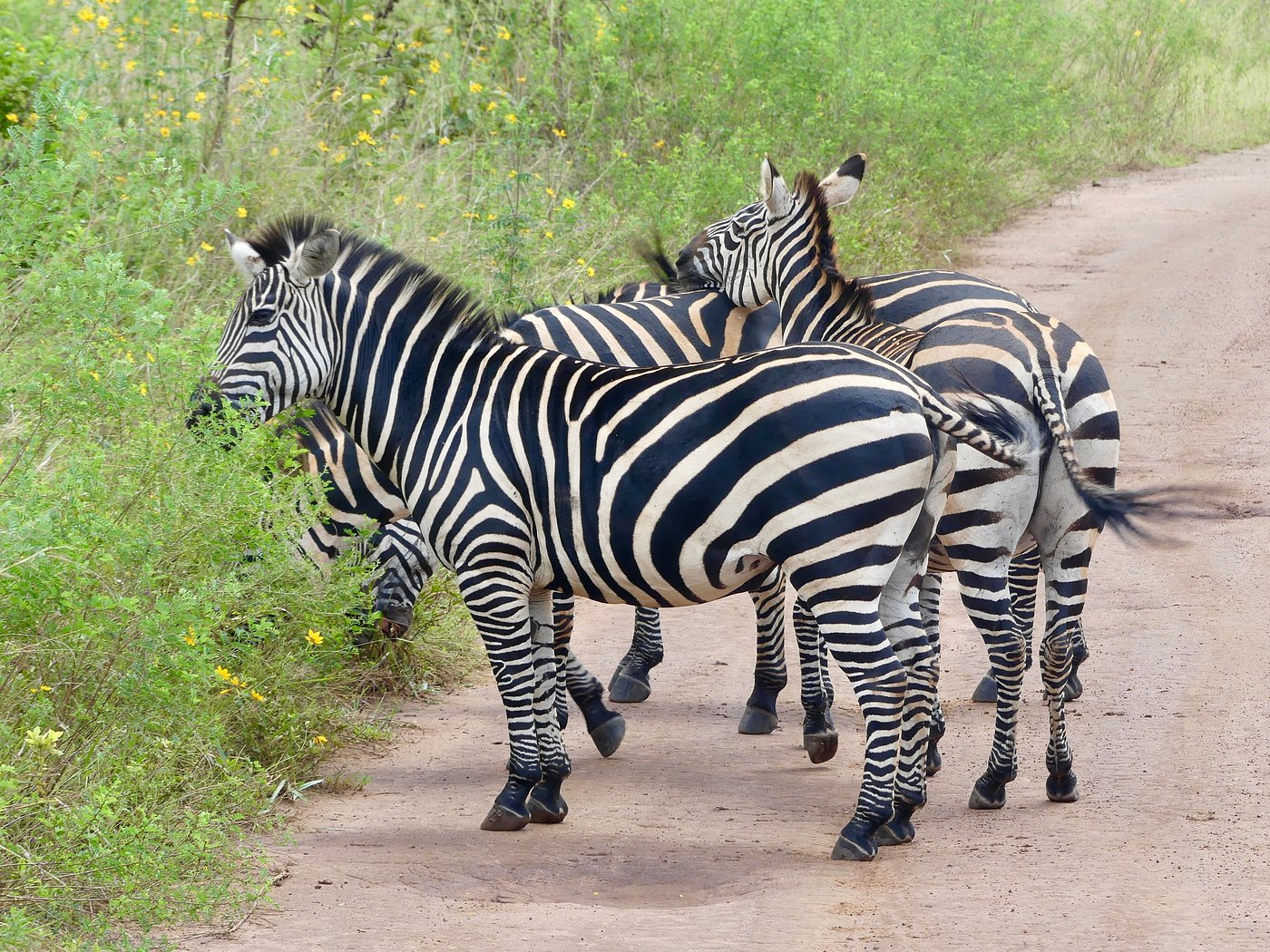 Safari Land Cruiser hire Rwanda