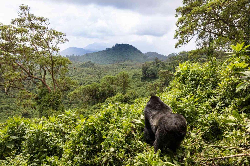 SUV rental for Uganda safari tours