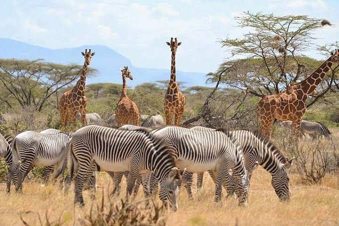 Cross-border Land Cruiser safari vehicle hire