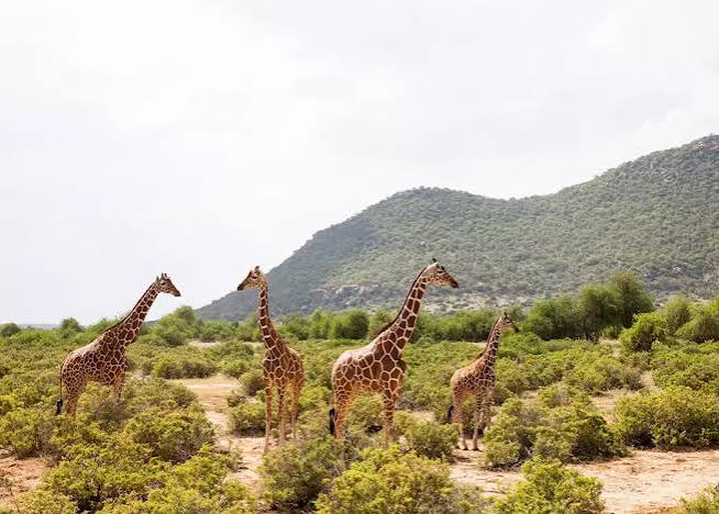 Best company for cross-border Land Cruiser hire Rwanda–Uganda